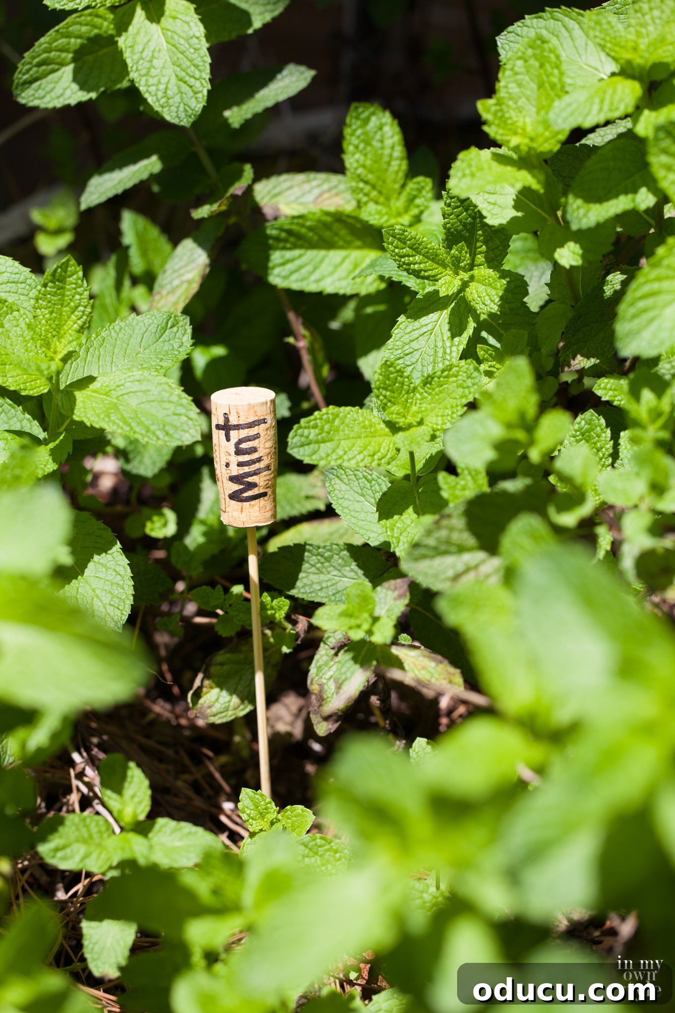 Artful Plant Labels 6 creative ideas for garden markers