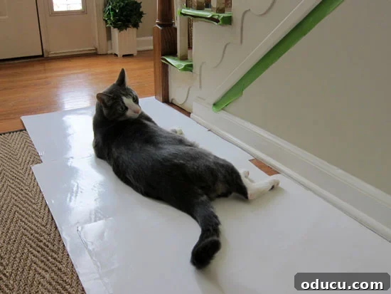 Staircase-Makover-buddy Owner's cat, Trax, observing the staircase makeover project