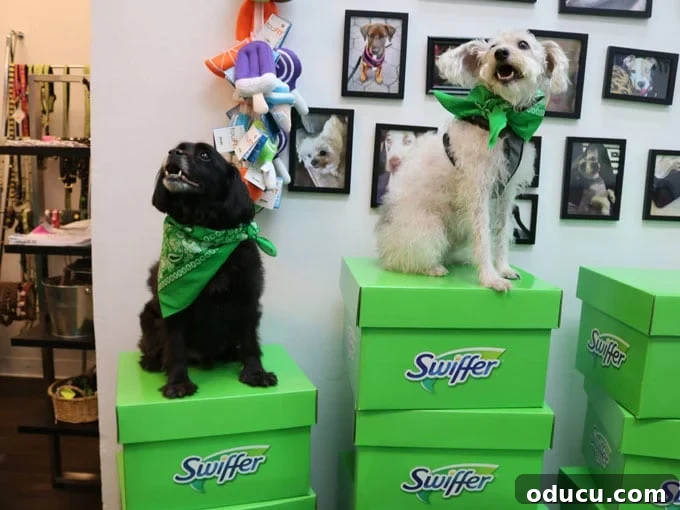 Swiffer's NYC: Sparkle, Groove, and Style 8 Foster Dogs NYC