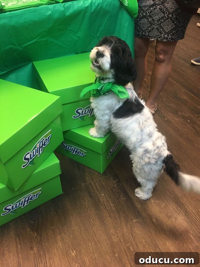 Swiffer's NYC: Sparkle, Groove, and Style 9 Animal shelter in NYC