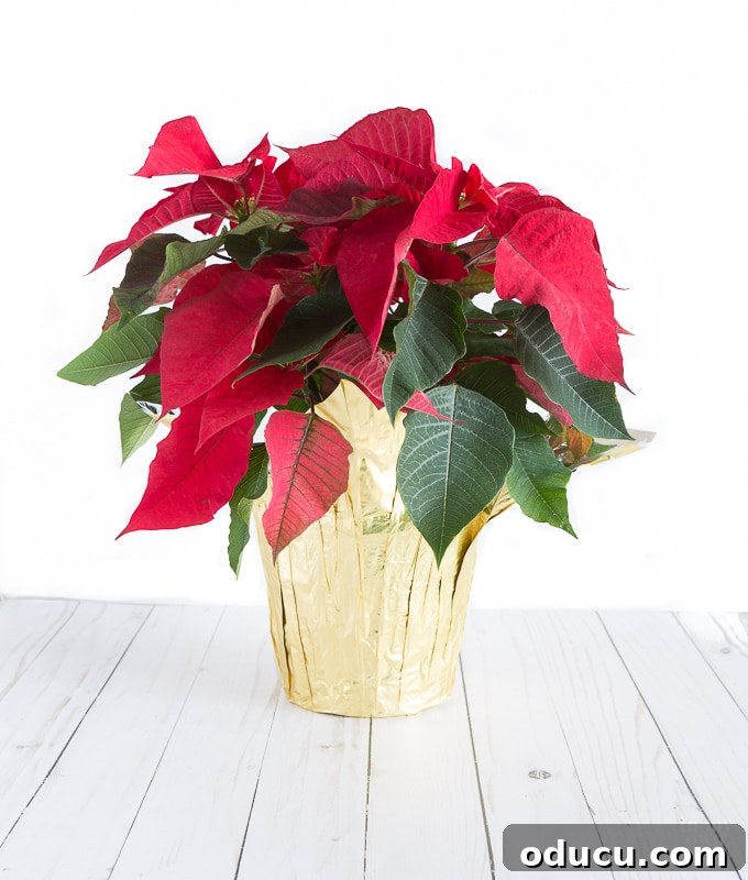 The Art of Beautifully Wrapping Potted Plants and Blooms 2 How to wrap a Christmas poinsettia plant to hide the plastic and foil covers they come in when you buy them.
