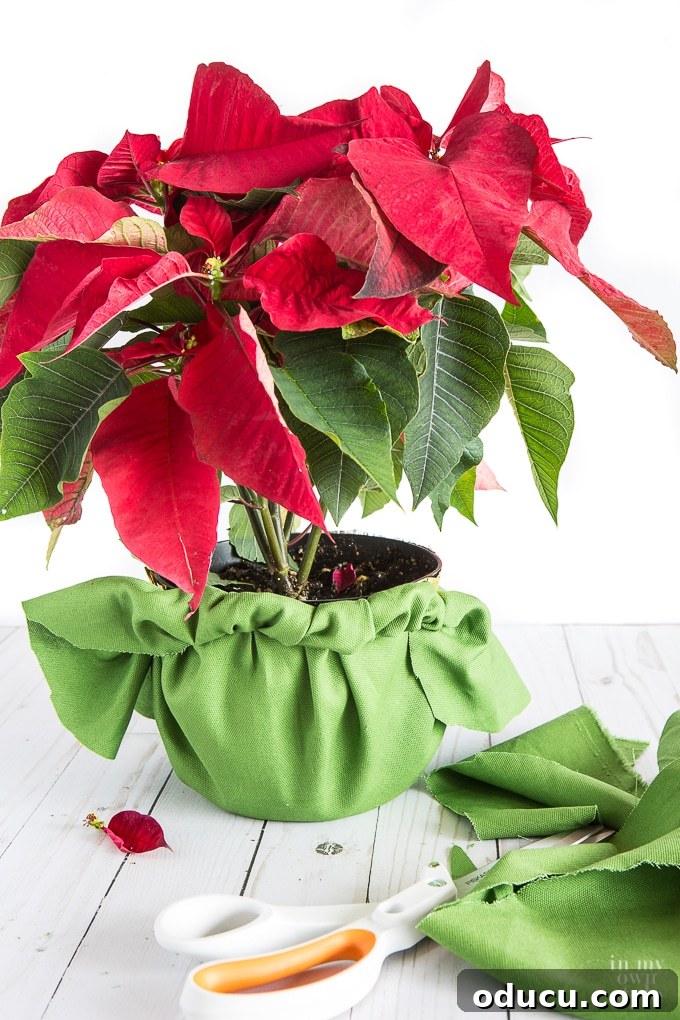 The Art of Beautifully Wrapping Potted Plants and Blooms 13 Plastic flower pot hacks