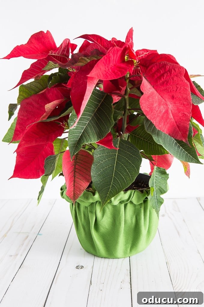 The Art of Beautifully Wrapping Potted Plants and Blooms 15 Decorative and creative way to cover or wrap a Christmas plant.