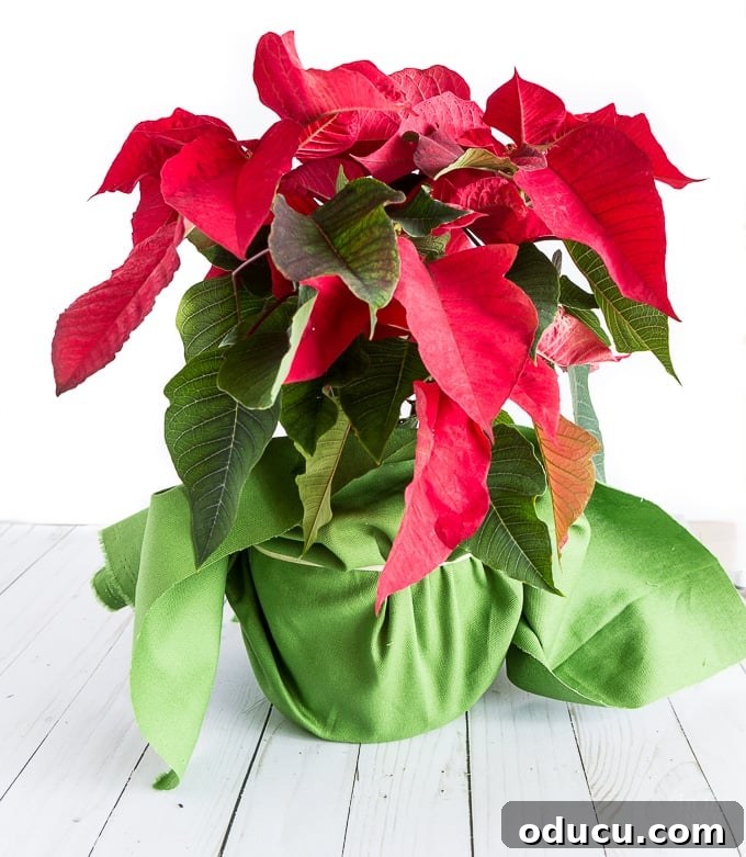 The Art of Beautifully Wrapping Potted Plants and Blooms 7 Flower pot hacks