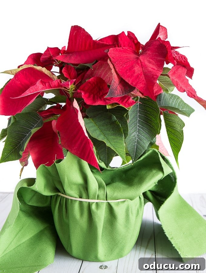 The Art of Beautifully Wrapping Potted Plants and Blooms 8 How to hide and wrap the ugly pot a Poinsettia comes in