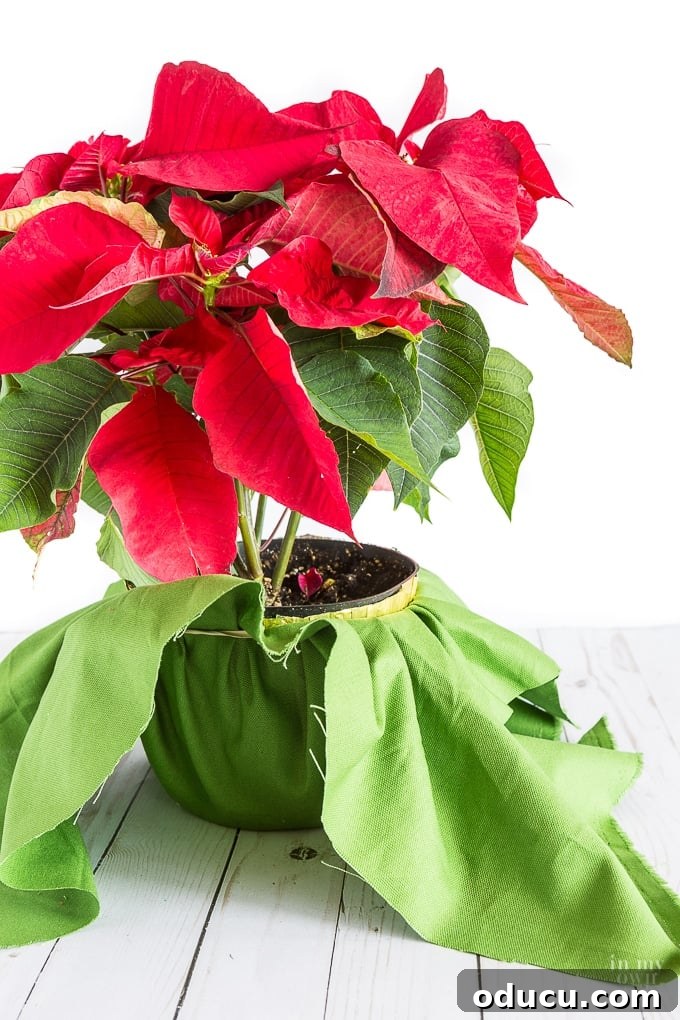 The Art of Beautifully Wrapping Potted Plants and Blooms 9 Creative idea to wrap a Christmas plant or flower pot