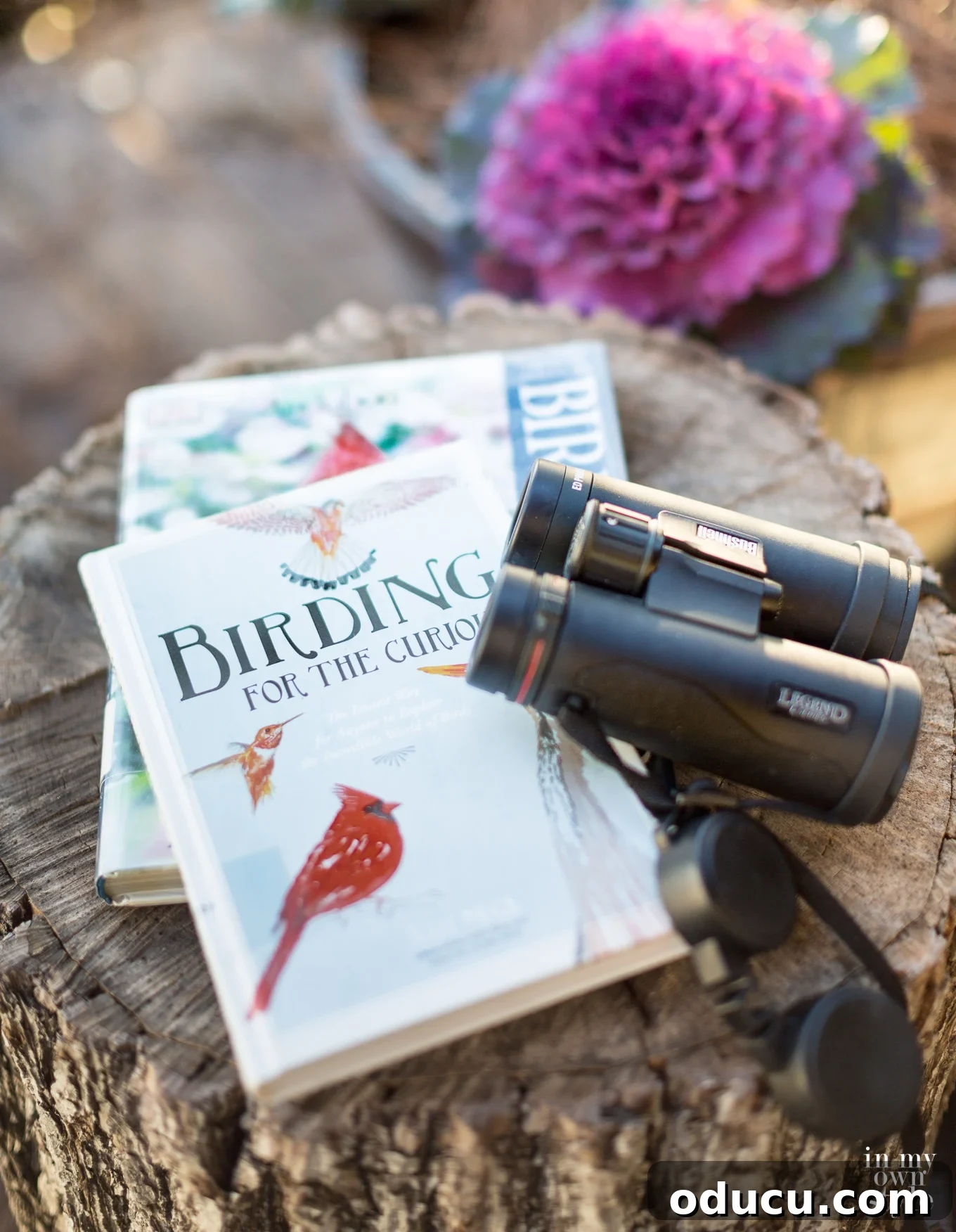 Elevate Your Birdhouse Decor 3 DIY Birdhouse Decorating Ideas for Your Garden