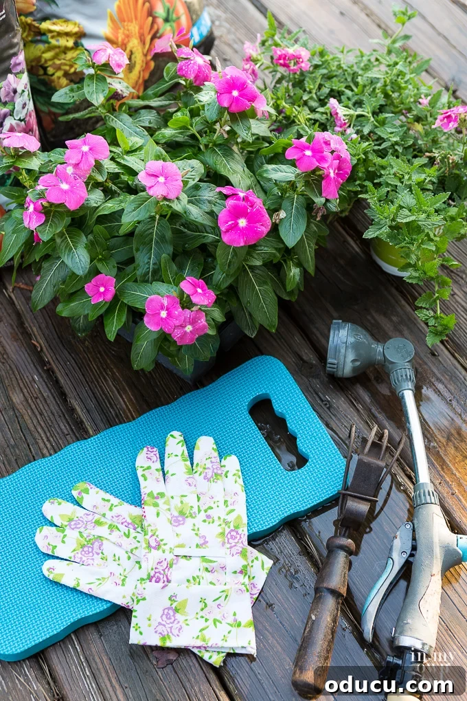 Non-Stop Summer Blooms: Your Guide 2 Vibrant annual flowers freshly planted in a garden bed, promising continuous summer blooms