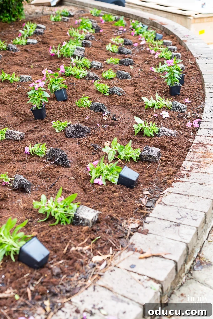 Non-Stop Summer Blooms: Your Guide 12 Gardener strategically arranging flower seedlings in a meticulously prepared garden bed for ideal spacing