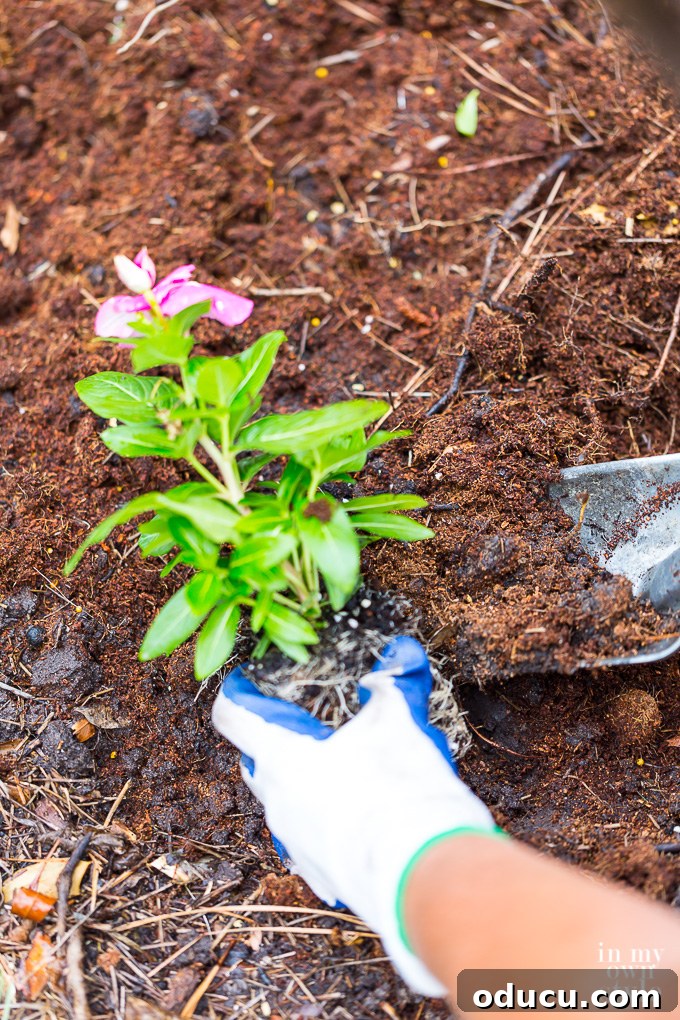 Non-Stop Summer Blooms: Your Guide 13 Close-up of a gardener digging a precisely sized hole for a flower seedling, ensuring proper depth and width