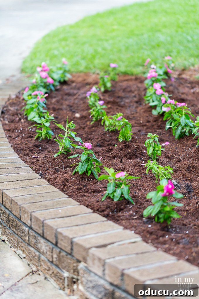 Non-Stop Summer Blooms: Your Guide 14 Newly planted flower seedlings settled in a garden bed, thoroughly watered to promote healthy growth