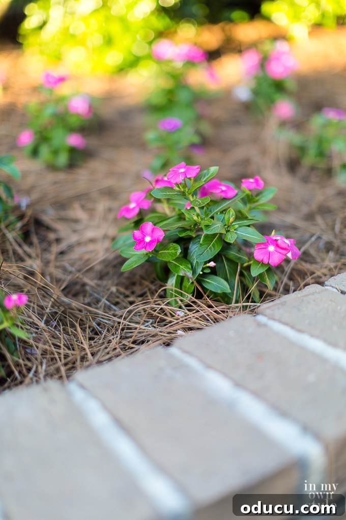 Non-Stop Summer Blooms: Your Guide 3 Close-up of freshly planted pink Vinca flowers in a well-prepared garden bed