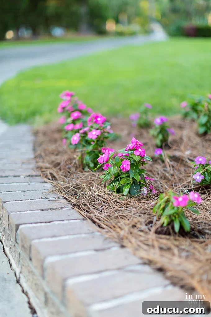 Non-Stop Summer Blooms: Your Guide 4 Rows of healthy pink Vinca flowers thriving in a sunny garden bed, ready for summer
