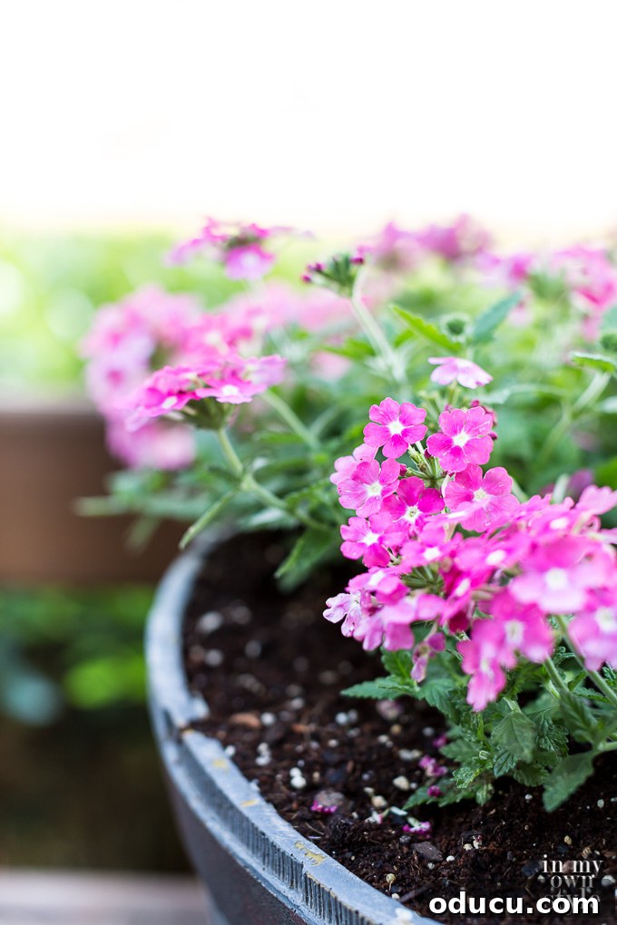 Non-Stop Summer Blooms: Your Guide 5 Close-up view of a healthy Vinca plant, showcasing its potential to flourish throughout summer