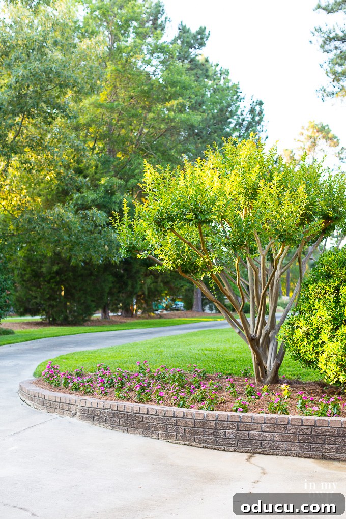 Non-Stop Summer Blooms: Your Guide 7 Sunlit garden bed showcasing healthy, thriving flowers, illustrating optimal plant placement for sun exposure