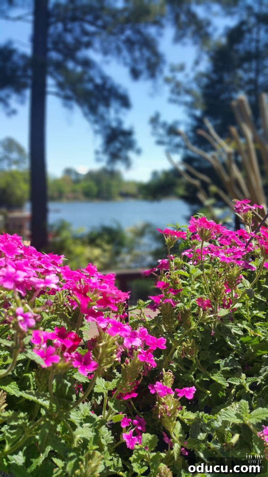 Transform Your Garden Planting Annuals with Fresh Soil 3 Vibrant drought resistant flowers in a garden
