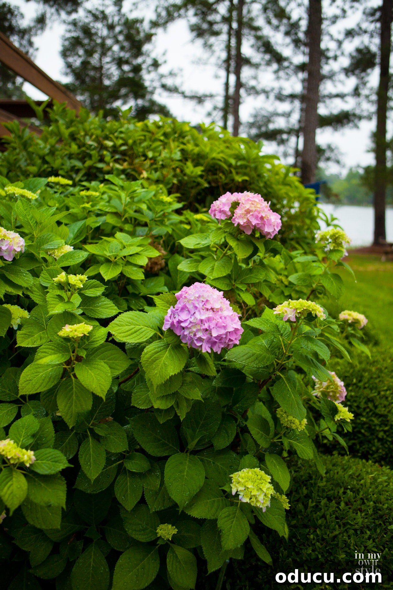 Transform Your Garden Planting Annuals with Fresh Soil 5 Rainy day pink hydrangeas in a lush garden