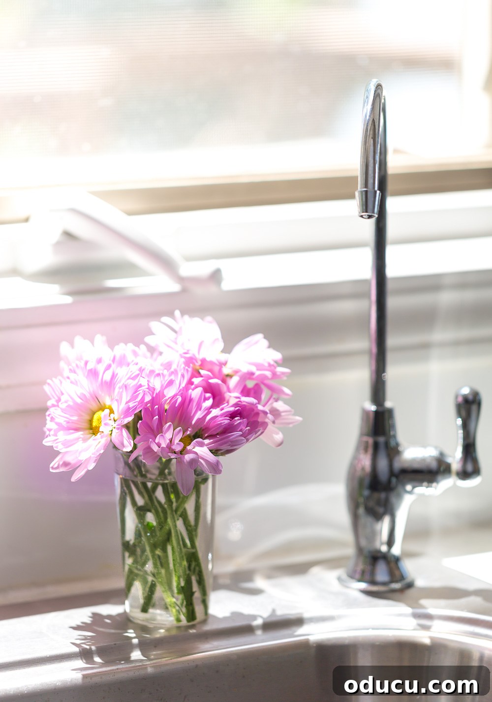 Beautiful Flower Arrangements Made Simple 5 Small arrangements of trimmed daisy mum flowers placed by a kitchen sink.