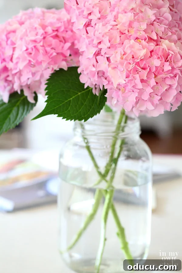 Visual Journeys: Uncovering Style Everywhere 2 How to turn hydrangeas pink or blue: A beautiful guide to changing hydrangea color based on soil pH