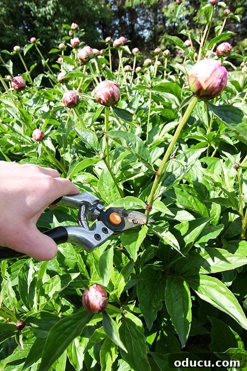 Visual Journeys: Uncovering Style Everywhere 6 How to get peonies to bloom longer: A comprehensive guide to extending the vase life of cut peony flowers