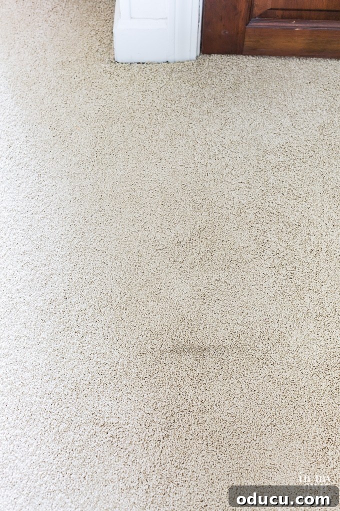 Unlock the Secret to Spotless Carpets 9 How to remove stains in carpet using Spot Shot