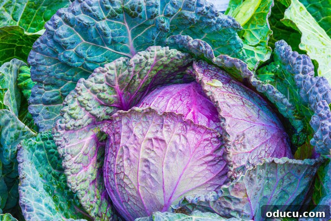 Make The Most Of September 9 A striking ornamental purple cabbage, showcasing unique fall plant decor.