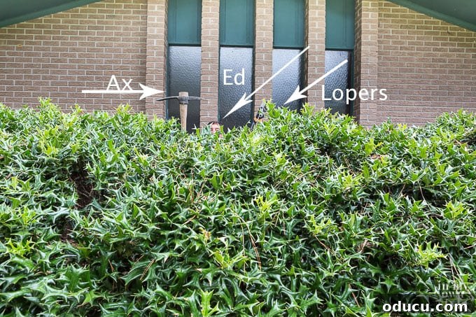 Essential But Unenjoyable 3 Ed Prepares for Massive Holly Bush Removal Project