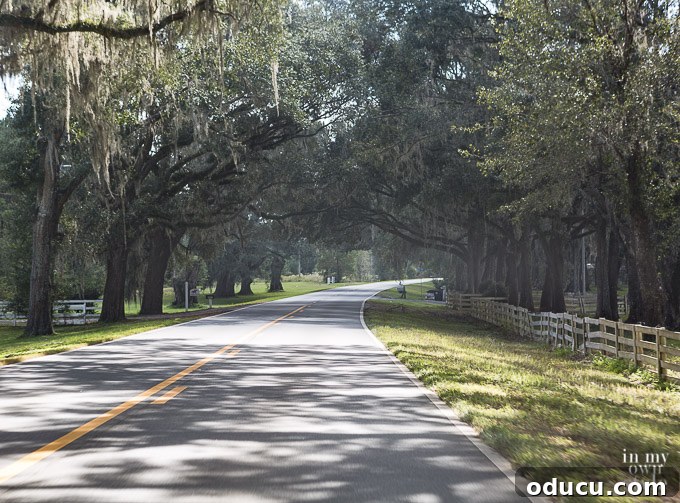 Rustic Riches: A French Flea Market Chronicle 47 Live Oaks in Tallahassee Florida draped with Spanish Moss