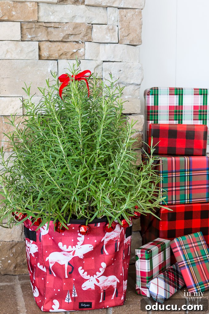 Holiday Gifting Reimagined 2 How to wrap a plant for a Christmas gift.