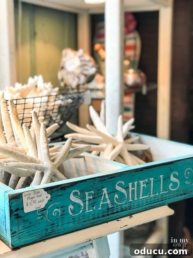 Panama City Beach Decor: Uncovering Coastal Gems 17 Seashells and Starfish for sale, perfect for coastal home decor