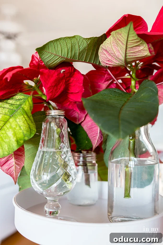 How to display a Christmas poinsettia in a modern way.