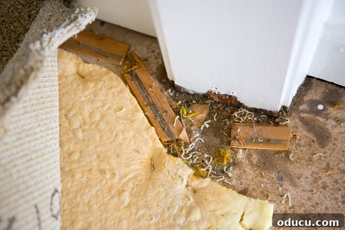 Removing wall to wall carpeting for new LVP flooring