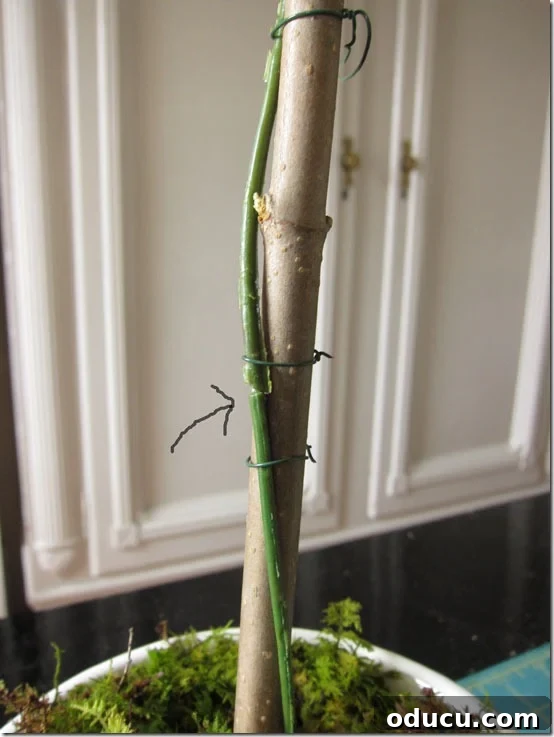 Craft Your Own Lifelike Topiary 18 Wrapping florist's tape around the wire and branch to conceal attachments.