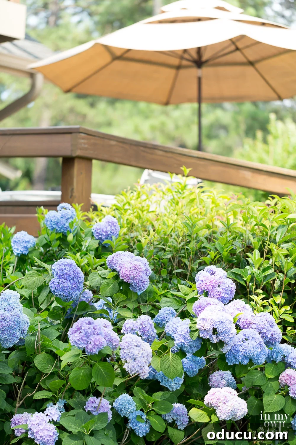 The Soul of Home: Found in the Little Things 11 Vibrant blue and purple hydrangeas from the yard, adding a splash of natural, cheerful color to an indoor space.