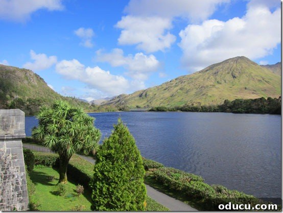Palm-Trees-in-Ireland Thriving palm trees unexpectedly growing along an Irish lake