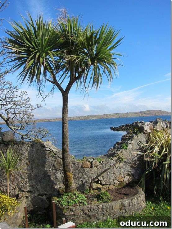 Ireland-Palm-Tree A striking palm tree standing tall along the rugged Irish coastline