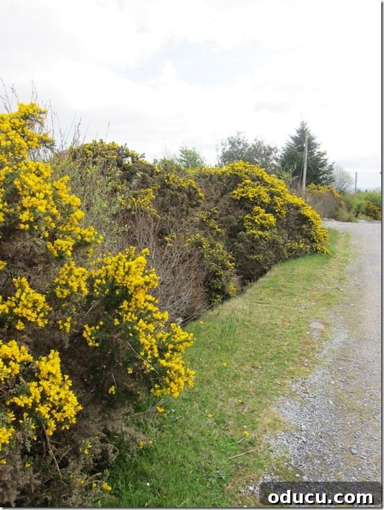 Ireland-Gorse Vibrant yellow gorse bushes lining a scenic road in rural Ireland