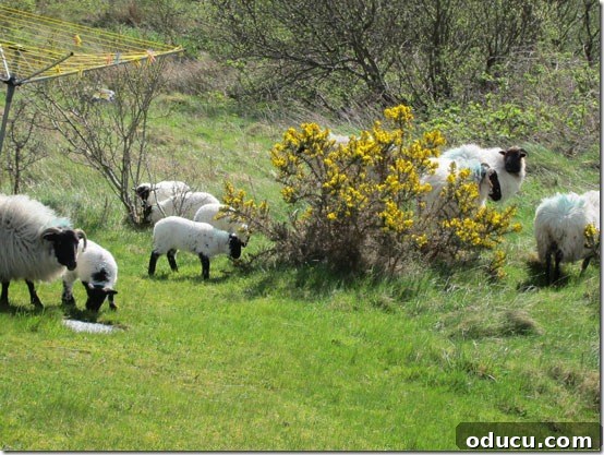 Ireland-Cottage-Sheep Sheep grazing peacefully directly next to our charming Irish cottage