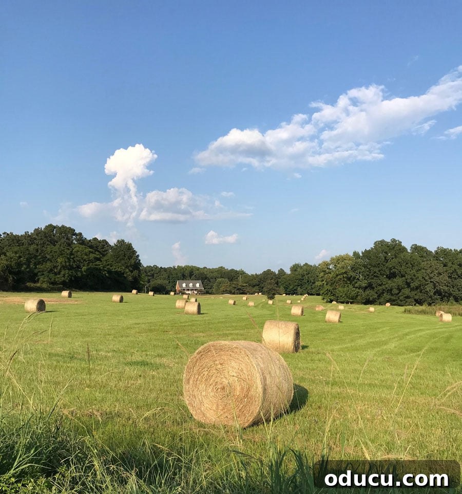 The Undeniable Magic of Living on Lake Murray in SC 15 Peaceful rural areas surrounding Lake Murray SC