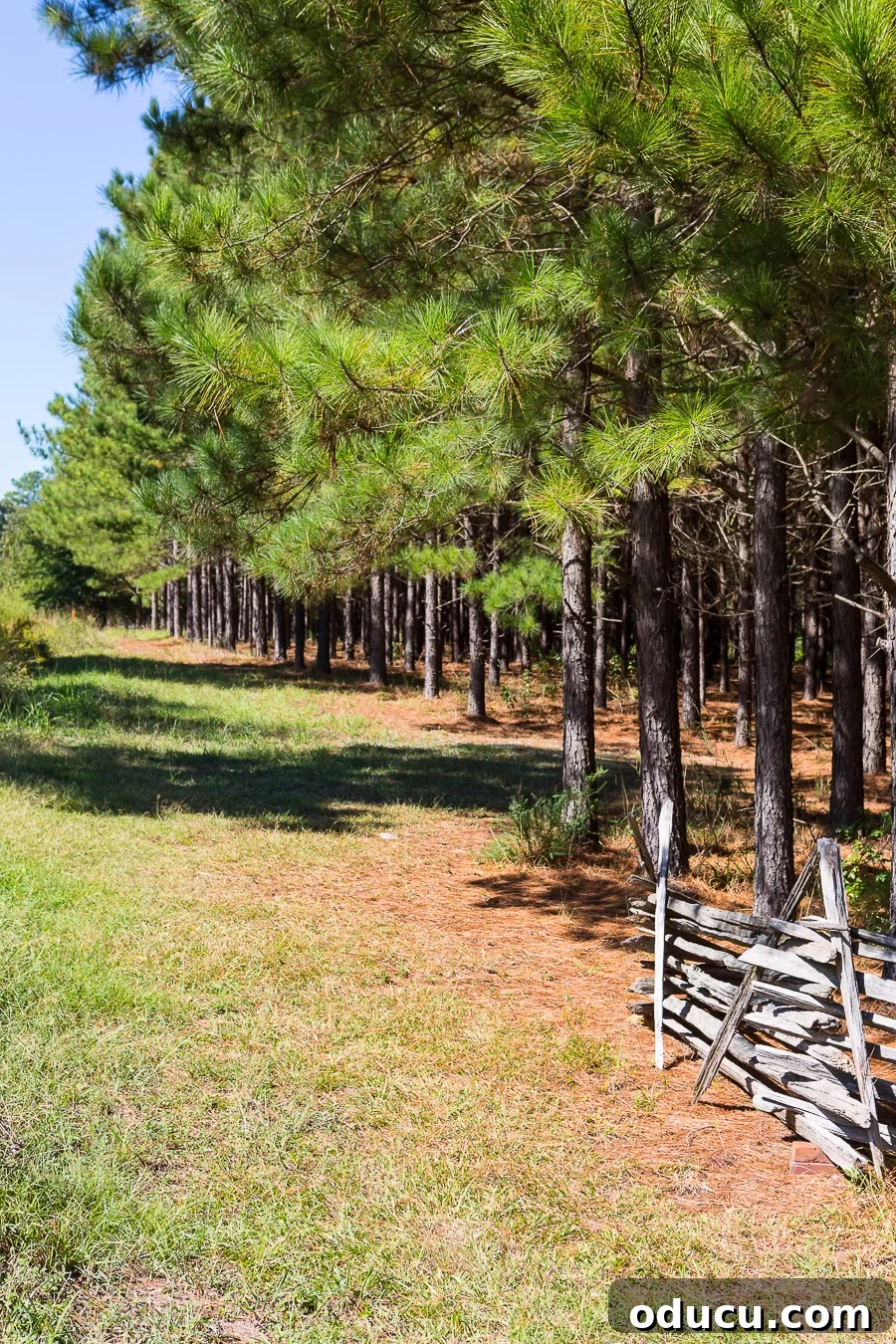 The Undeniable Magic of Living on Lake Murray in SC 16 Idyllic rural landscape near Chapin, SC