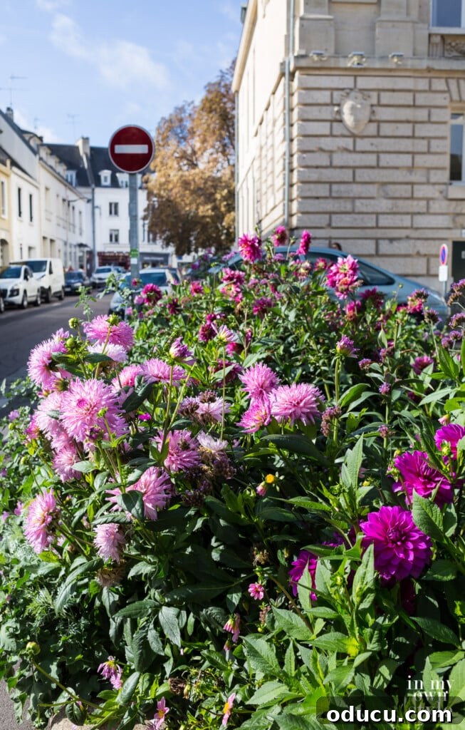 An Iconic Viking Journey Along the Seine 30 Vibrant flower pots adorning a street in Vernon, France, adding colorful charm.