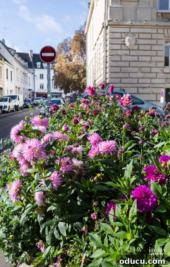 A Viking Voyage on the Seine 30 Flower pots along the street in Vernon France