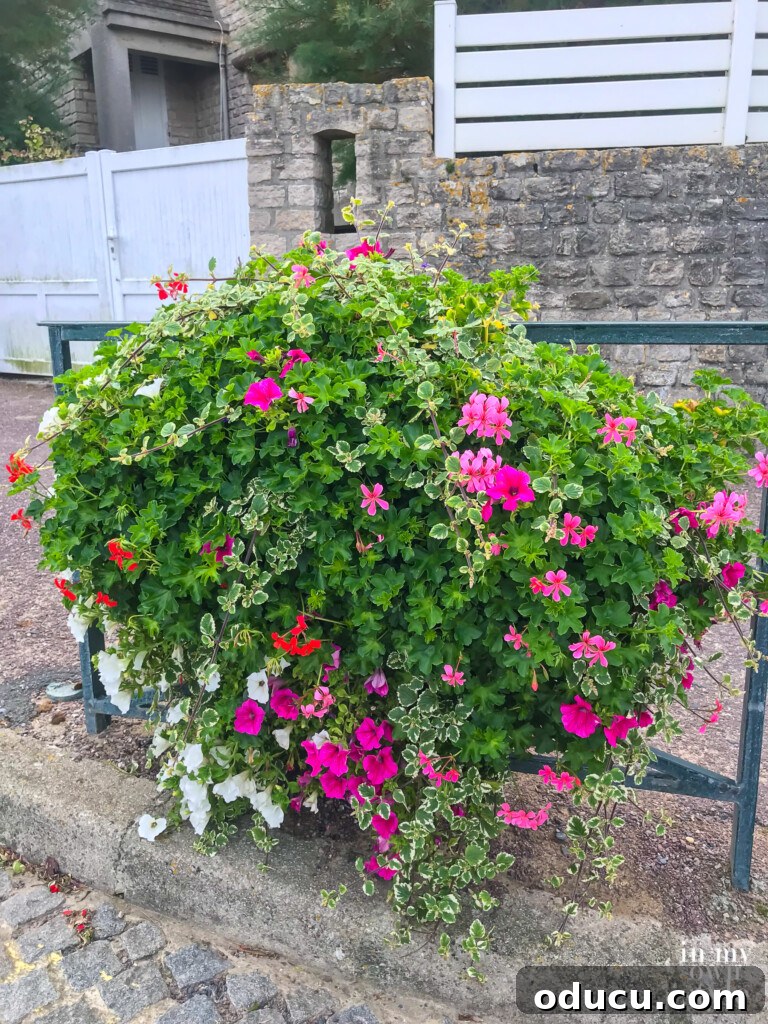 Seine Serenity A Viking River Cruise Through France 26 Flowers along a cobblestone street on the coast on the northern coast of France