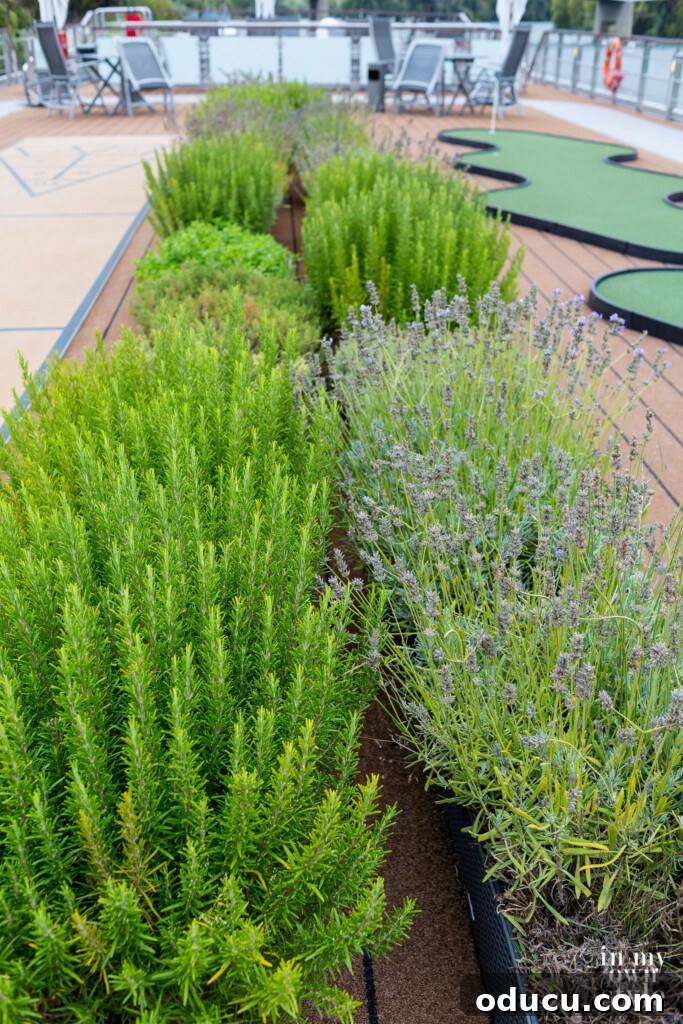 Seine Serenity A Viking River Cruise Through France 65 Herb garden growing on the top deck of a Viking River Cruise ship.