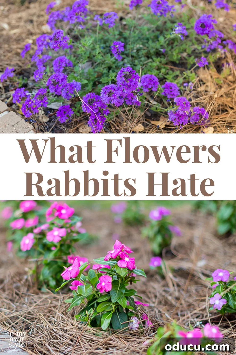 Rabbit Proof Flowers for Your Garden 11 A vibrant array of flowers that rabbits dislike, protecting your garden.