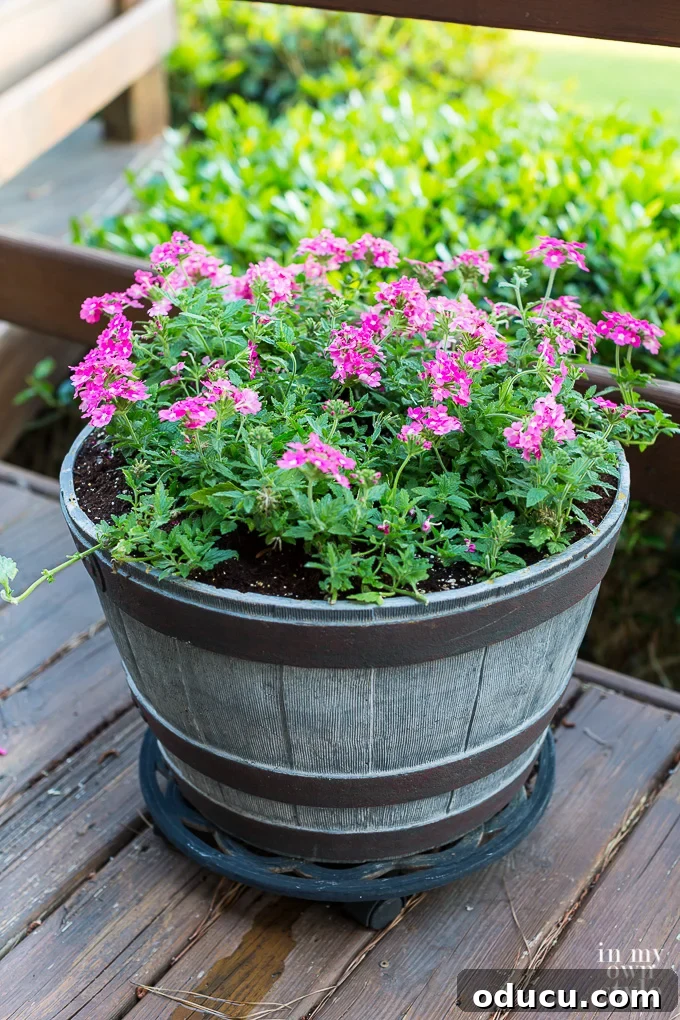 Rabbit Proof Flowers for Your Garden 3 Close-up of pink Verbena in a flower pot, showing delicate blooms.