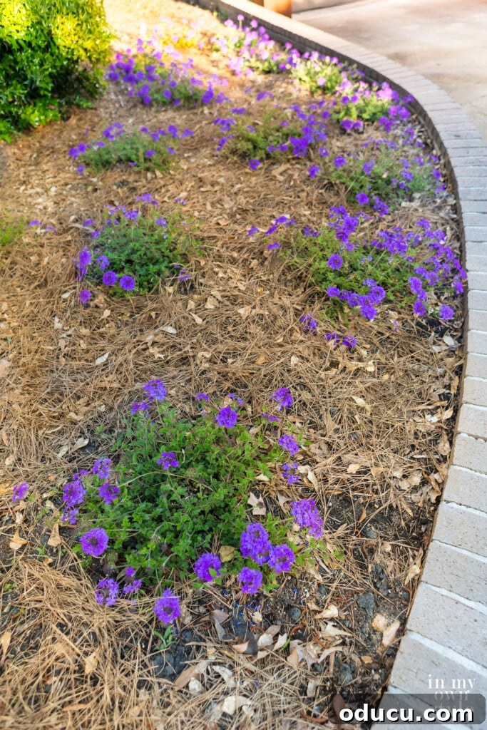 Rabbit Proof Flowers for Your Garden 7 Lush purple Verbena blooming in a well-maintained flower bed.