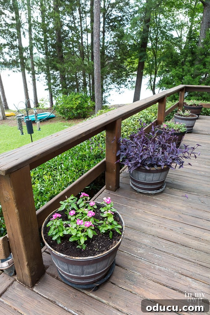Rabbit Proof Flowers for Your Garden 10 Wandering Jew (Purple Heart) thriving in a deck planter.