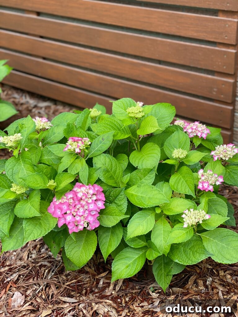 The Style Edit, Vol. 12 3 Vibrant pink hydrangeas flourishing beside a modern wood slat wall, showcasing the beauty of a well-maintained garden and welcoming summer.