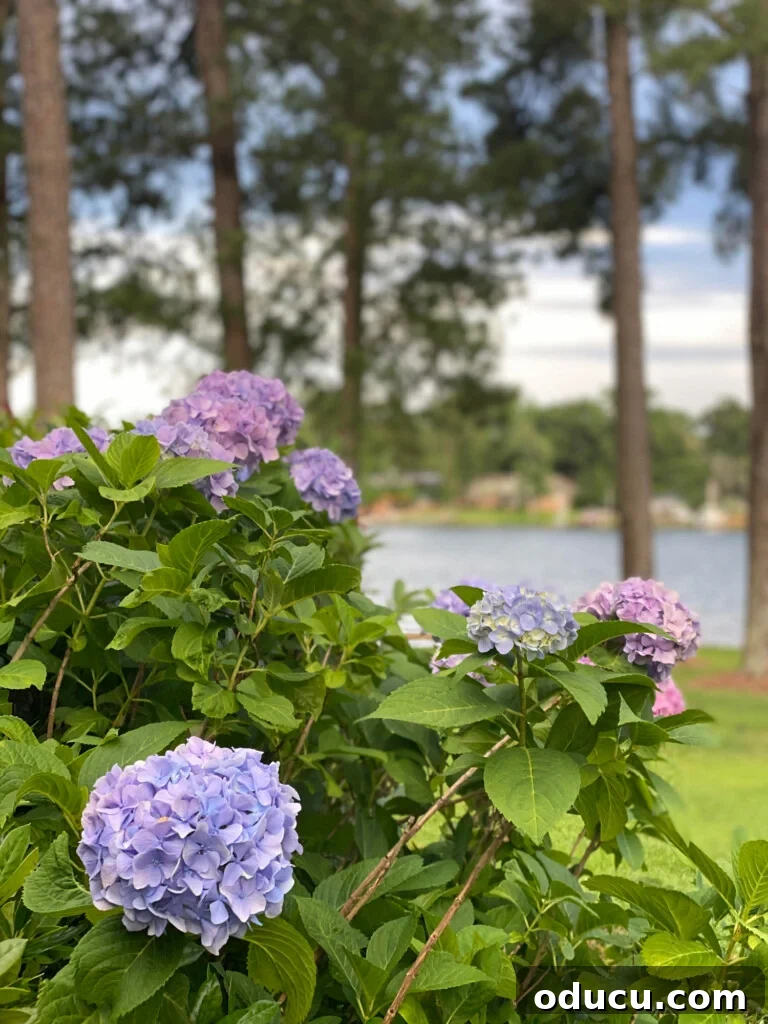 Effortless Summer Style 4 Pink and purple hydrangeas in a lakeside yard.